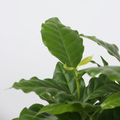 Other Green Houseplants Trendig Mix - Set Om 4 - Dypsis, Cham., Coffea, Musa - Höjd 25-40Cm - ⌀12Cm