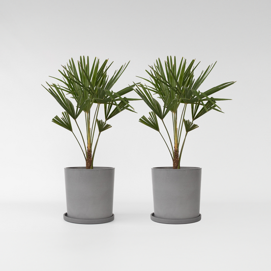 Florastore Väderkvarnspalm - Set Om 2 - Trachycarpus Fortunei - Höjd 65-75Cm - ⌀21Cm