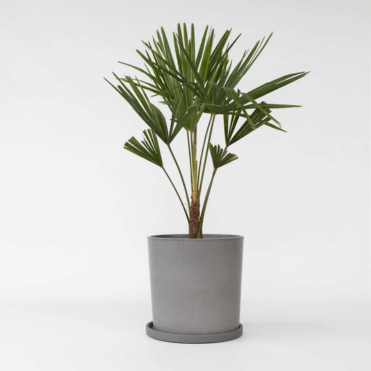 Florastore Väderkvarnspalm - Trachycarpus Fortunei - Höjd 65-75Cm - ⌀21Cm