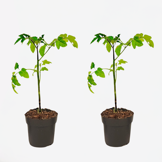 Florastore Tomat Och Potatis I Ett - Set Om 2 - Solanum 'Tomtato' - Höjd 25-40Cm - ⌀10,5Cm