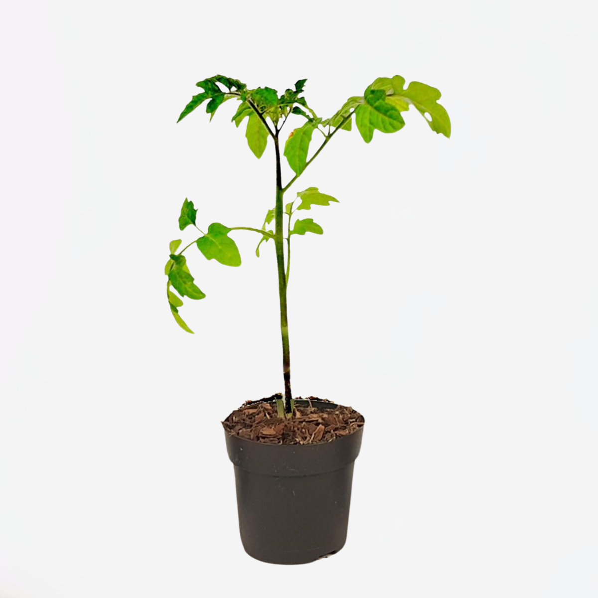Florastore Tomat Och Potatis I Ett - Solanum 'Tomtato' - Höjd 25-40Cm - ⌀10,5Cm