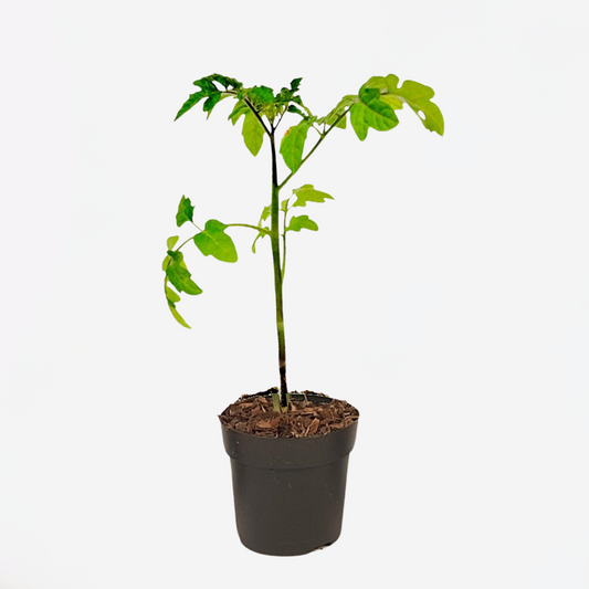 Florastore Tomat Och Potatis I Ett - Solanum 'Tomtato' - Höjd 25-40Cm - ⌀10,5Cm