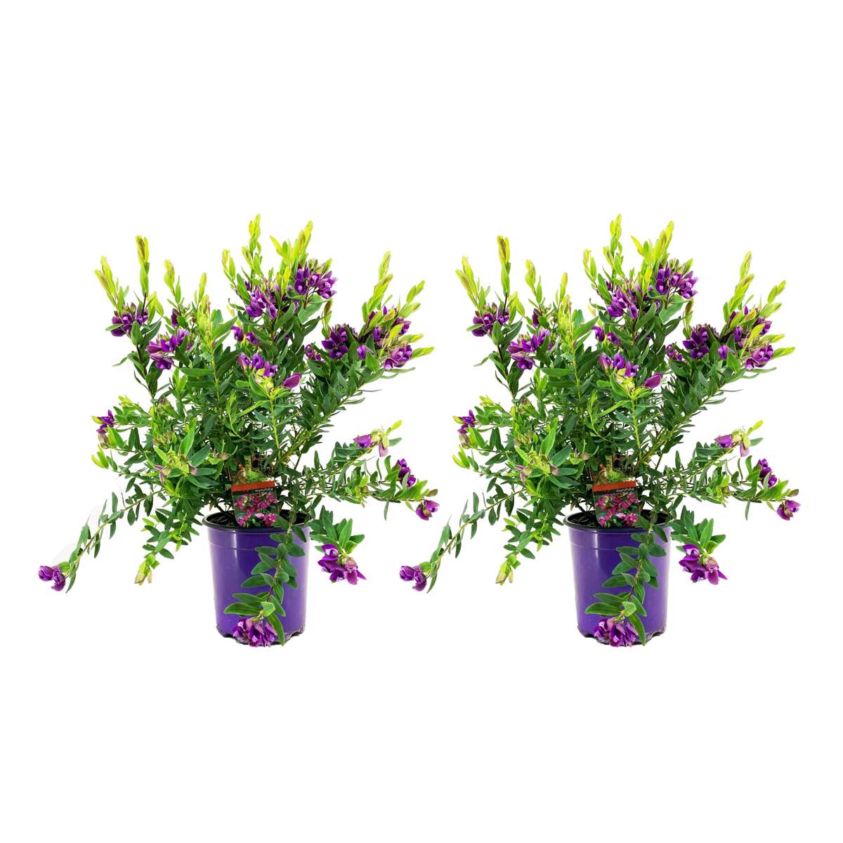 Florastore Myrtenjungfrulin - Set Om 2 - Polygala Myrtifolia - Höjd 35-50Cm - ⌀14Cm