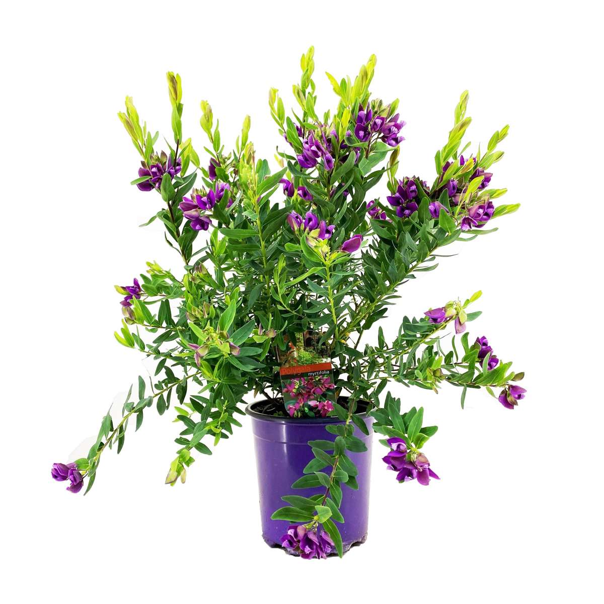 Florastore Myrtenjungfrulin - Polygala Myrtifolia 'Bibi Pink' - Höjd 35-50Cm - ⌀14Cm