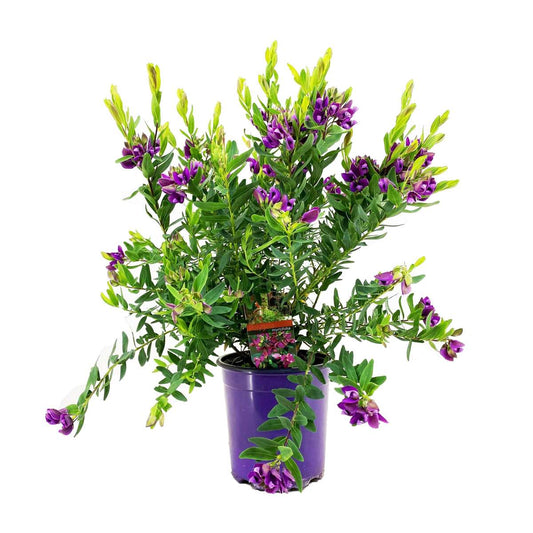 Other Shrubs Myrtenjungfrulin - Polygala Myrtifolia 'Bibi Pink' - Höjd 35-50Cm - ⌀14Cm