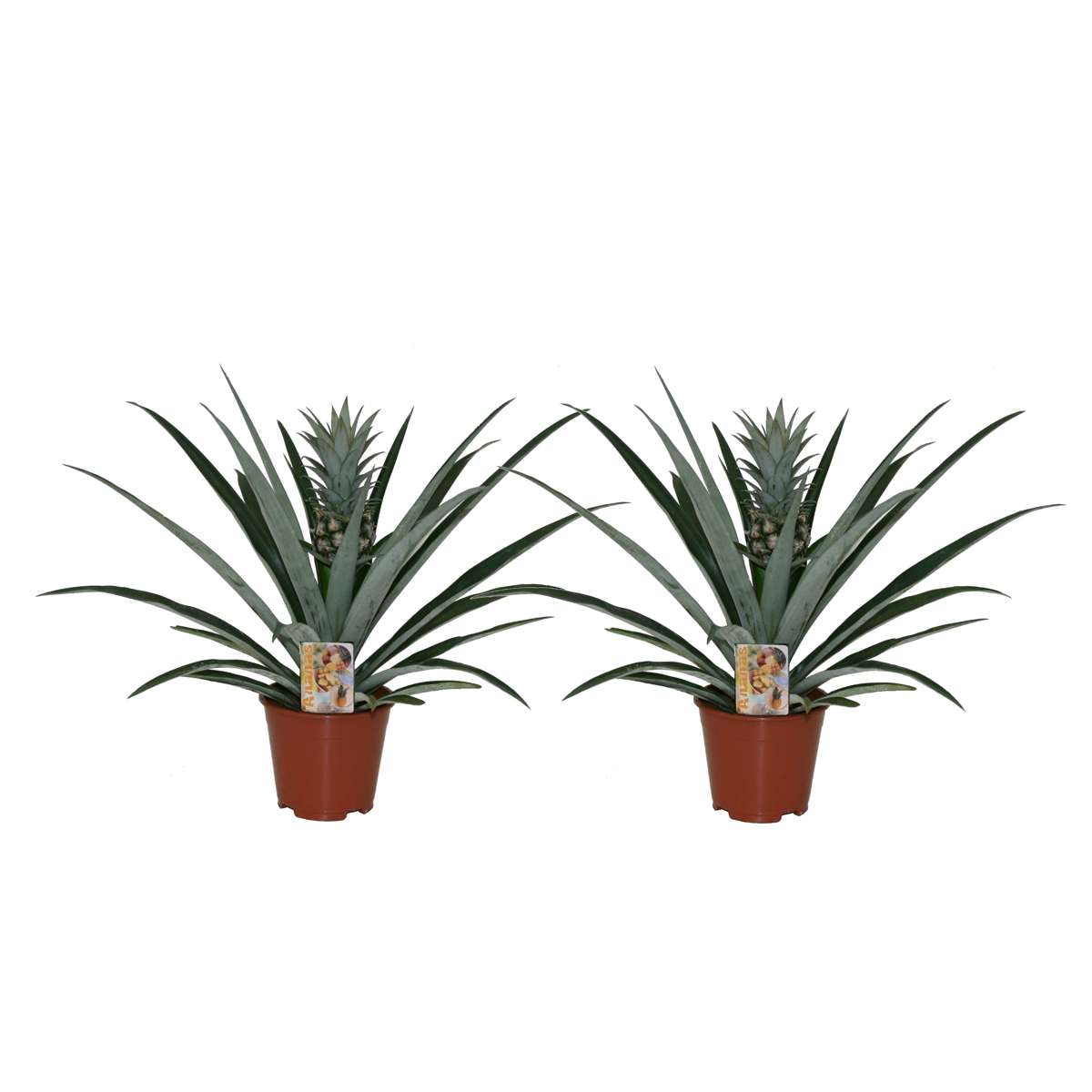 Florastore Ananasväxt - Set Om 2 - Ananas Comosus - Höjd 45-55Cm - ⌀14Cm