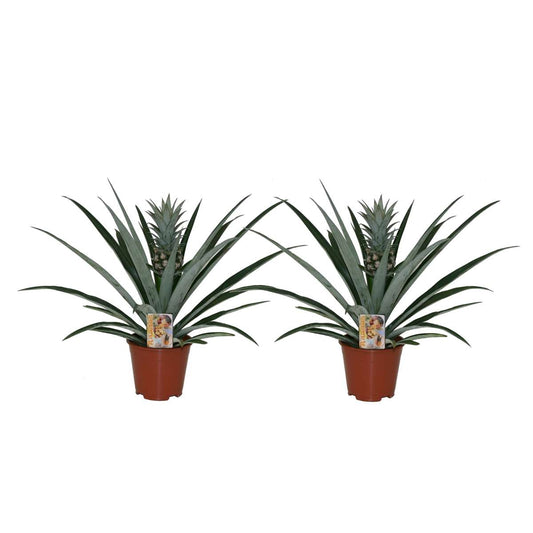 Florastore Ananasväxt - Set Om 2 - Ananas Comosus - Höjd 45-55Cm - ⌀14Cm