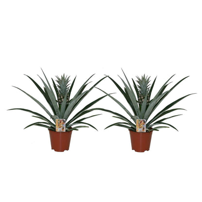 Other Green Houseplants Ananasväxt - Set Om 2 - Ananas Comosus - Höjd 45-55Cm - ⌀14Cm