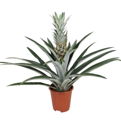 Other Green Houseplants Ananasväxt - Ananas Comosus - Höjd 45-55Cm - ⌀14Cm