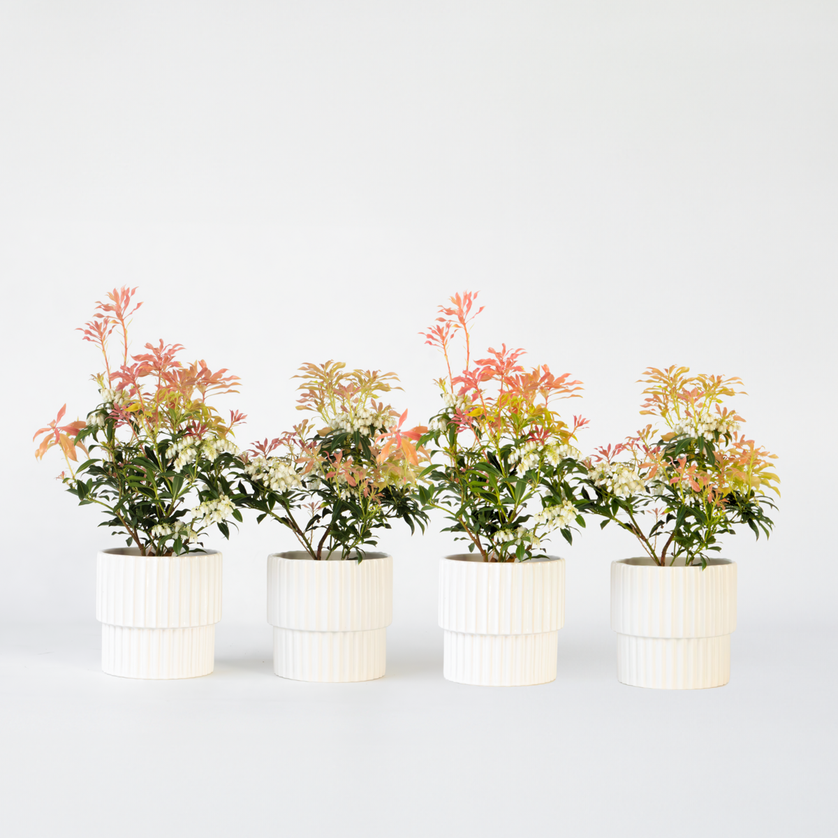 Florastore Japansk Buskrosling - Set Om 4 - Pieris 'Forest Flame' - Höjd 25-40Cm - ⌀17Cm