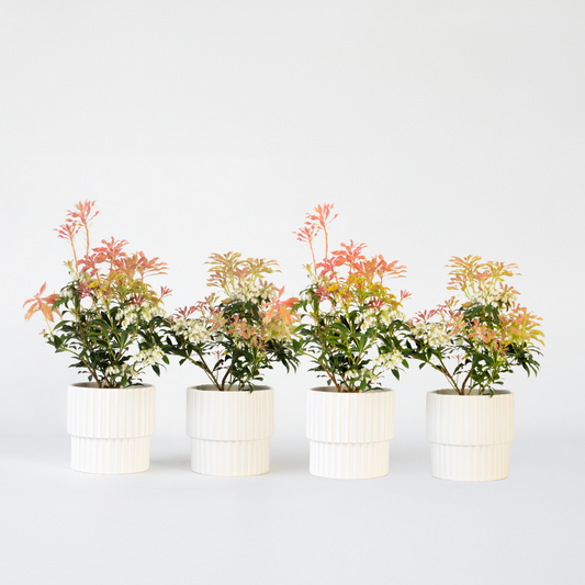 Florastore Japansk Buskrosling - Set Om 4 - Pieris 'Forest Flame' - Höjd 25-40Cm - ⌀17Cm