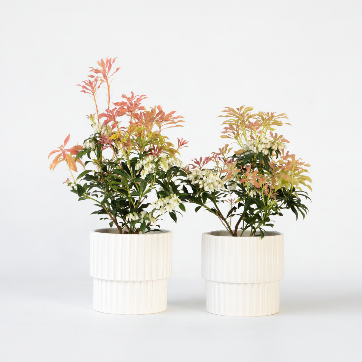 Florastore Japansk Buskrosling - Set Om 2 - Pieris 'Forest Flame' - Höjd 25-40Cm - ⌀17Cm