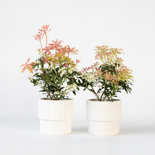 Florastore Japansk Buskrosling - Set Om 2 - Pieris 'Forest Flame' - Höjd 25-40Cm - ⌀17Cm