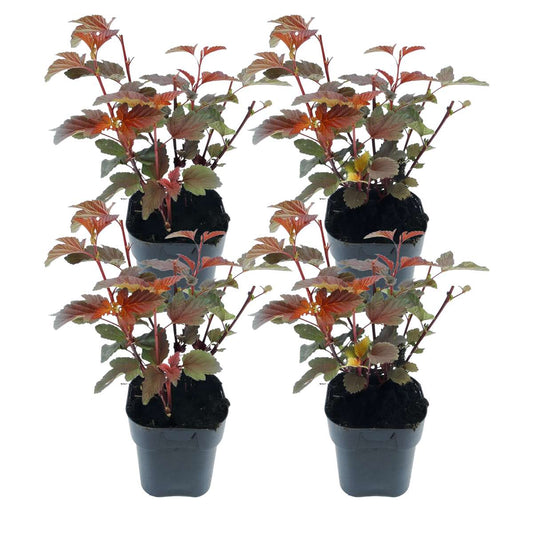 Florastore Smällspirea - Set Om 4 - Physocarpus 'Lady In Red' - Höjd 30-40Cm - ⌀17Cm