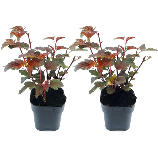 Florastore Smällspirea - Set Om 2 - Physocarpus 'Lady In Red' - Höjd 30-40Cm - ⌀17Cm