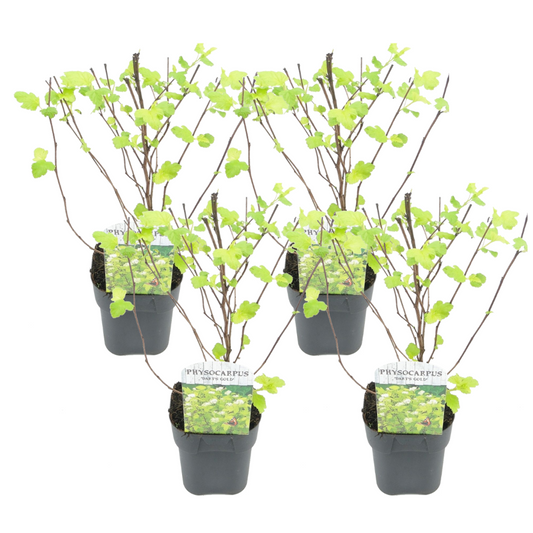 Florastore Smällspirea - Set Om 4 - Physocarpus 'Dart's Gold' - Höjd 30-40Cm - ⌀17Cm