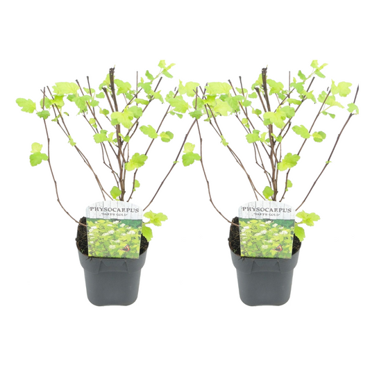 Florastore Smällspirea - Set Om 2 - Physocarpus 'Dart's Gold' - Höjd 30-40Cm - ⌀17Cm