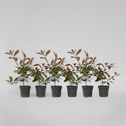 Florastore Snittmispel - Set Om 6 - Photinia Fraseri 'Red Robin' - Höjd 30-40Cm - ⌀17Cm