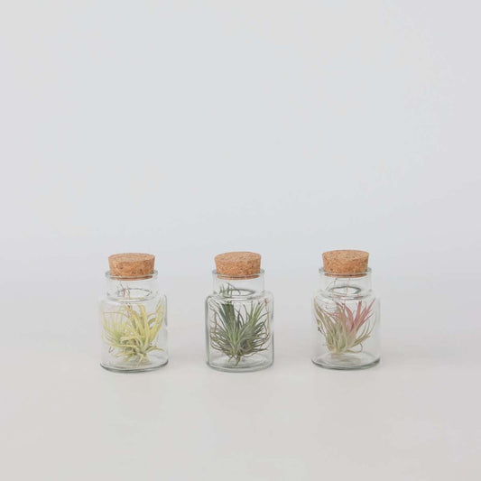 Florastore Luftväxt - Set Om 3 - Tillandsia - Höjd 5-15Cm - ⌀5Cm
