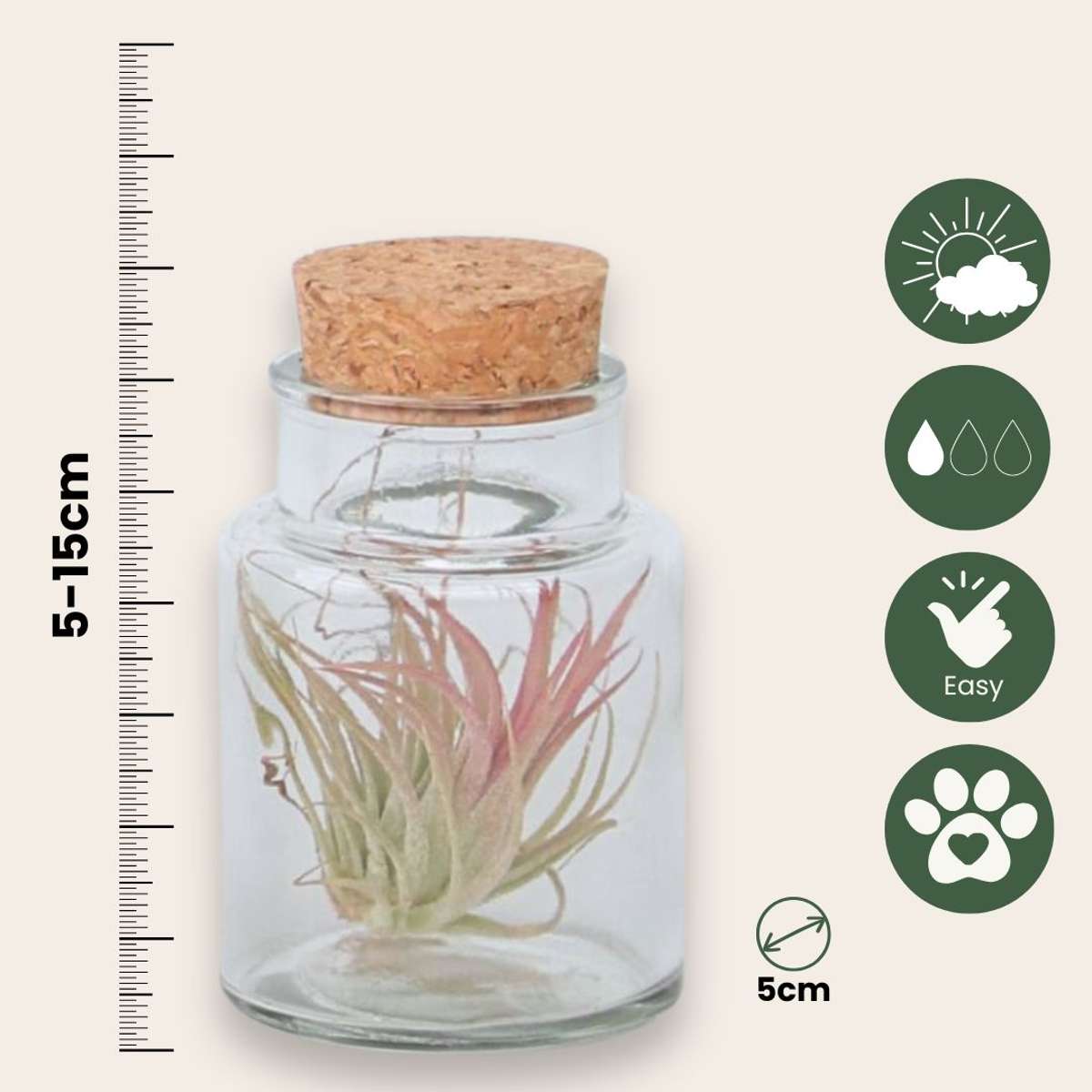 Tillandsia Luftväxt - Set Om 3 - Tillandsia - Höjd 5-15Cm - ⌀5Cm
