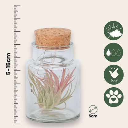 Tillandsia Luftväxt - Set Om 3 - Tillandsia - Höjd 5-15Cm - ⌀5Cm
