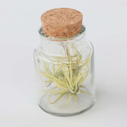 Tillandsia Luftväxt - Set Om 3 - Tillandsia - Höjd 5-15Cm - ⌀5Cm