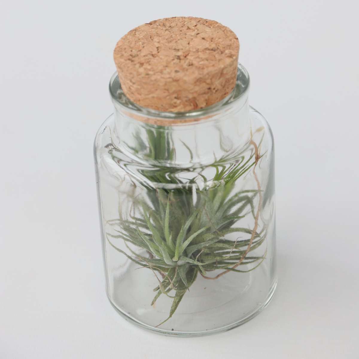 Tillandsia Luftväxt - Set Om 3 - Tillandsia - Höjd 5-15Cm - ⌀5Cm