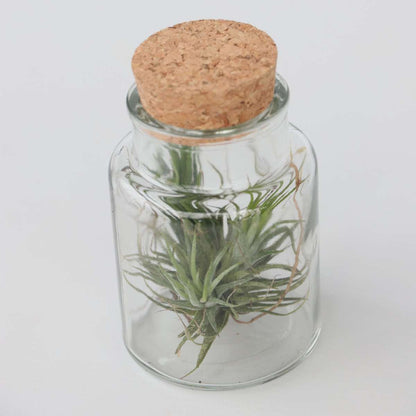 Tillandsia Luftväxt - Set Om 3 - Tillandsia - Höjd 5-15Cm - ⌀5Cm