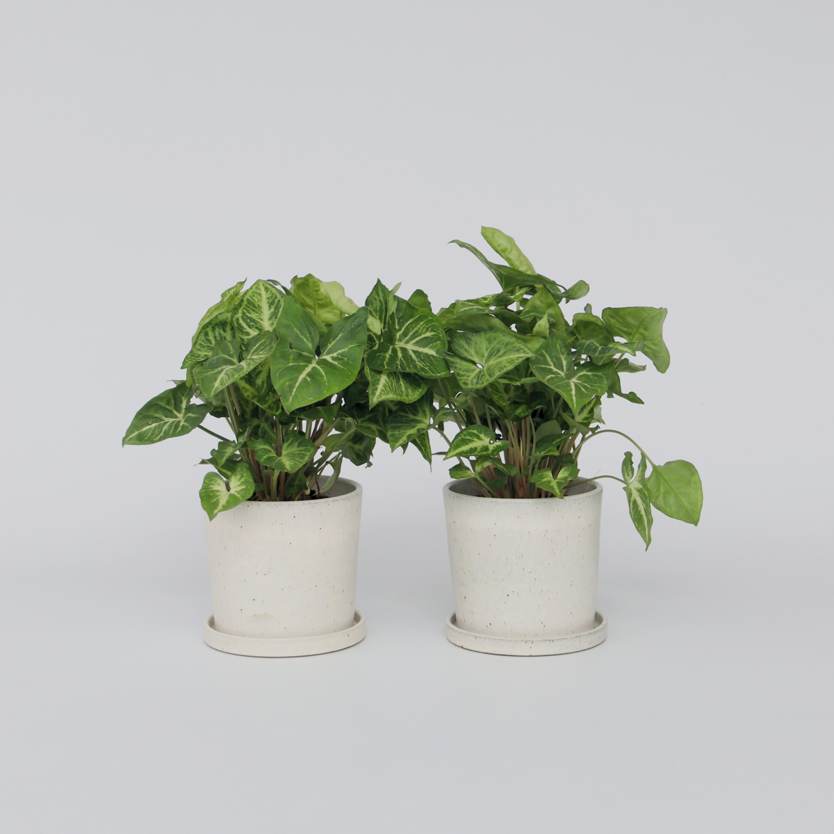 Florastore Pilspetsranka - Set Om 2 - Syngonium Podophyllum 'Pixie' - Höjd 25-40Cm - ⌀12Cm