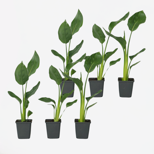 Florastore Papegojblomma - Set Om 6 - Strelitzia Reginea - Höjd 25-40Cm - ⌀9Cm