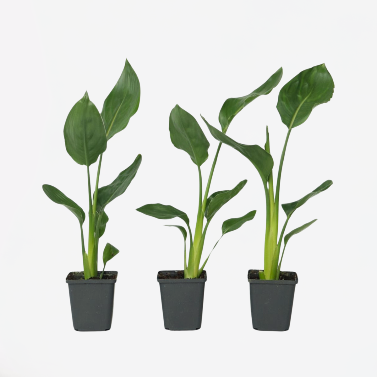 Florastore Papegojblomma - Set Om 3 - Strelitzia Reginea - Höjd 25-40Cm - ⌀9Cm