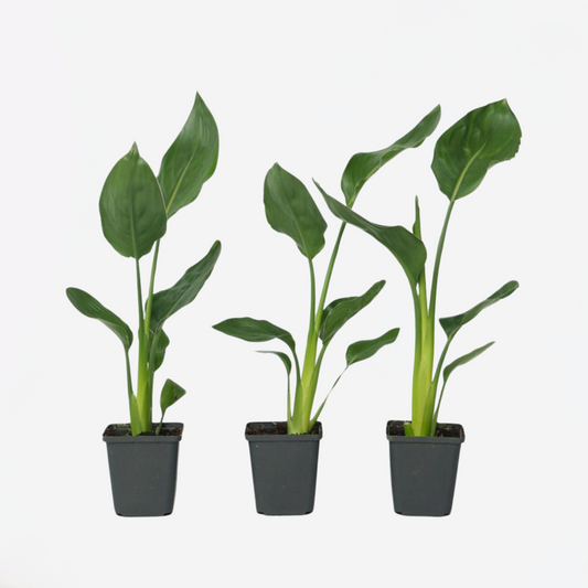 Strelitzia Papegojblomma - Set Om 3 - Strelitzia Reginea - Höjd 25-40Cm - ⌀9Cm