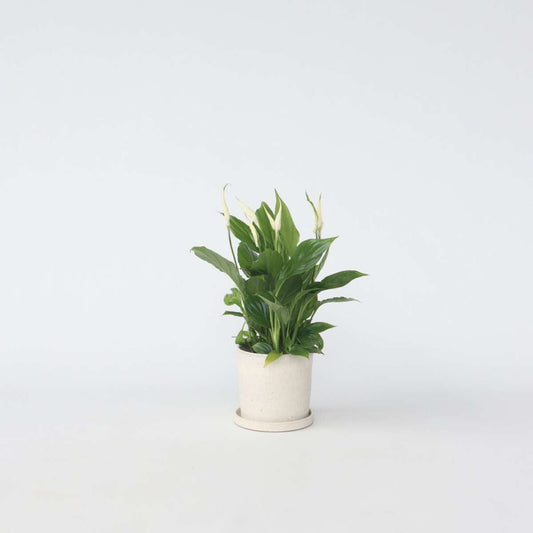 Other Green Houseplants Fredskalla - Spathiphyllum 'Torelli' - Höjd 30-45Cm - ⌀12Cm
