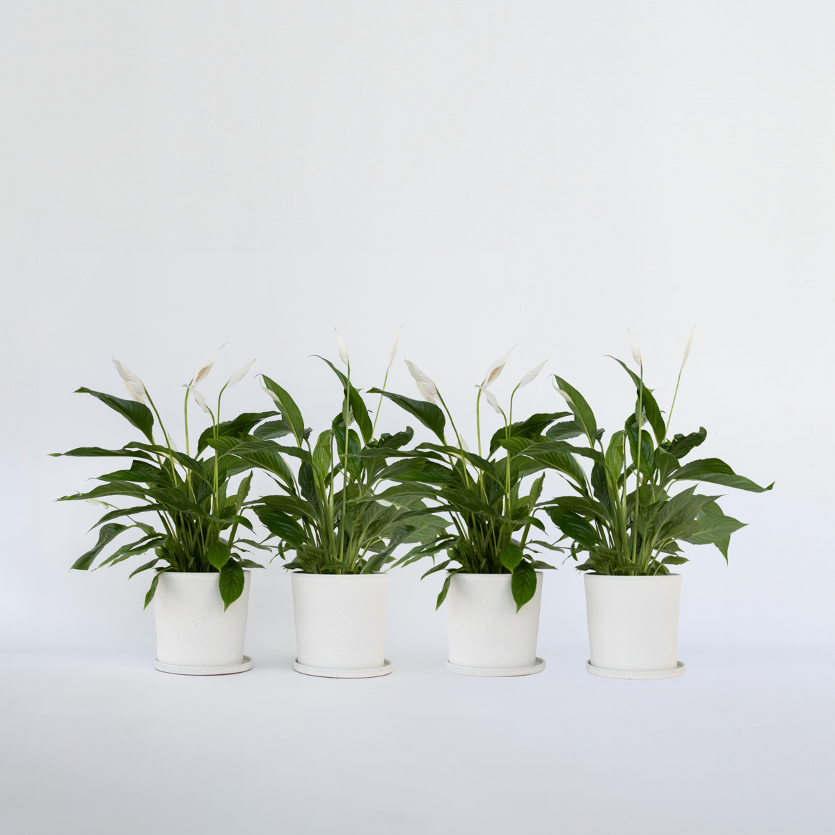 Florastore Fredskalla - Set Om 4 - Spathiphyllum 'Lima' - Höjd 60-75Cm - ⌀12Cm