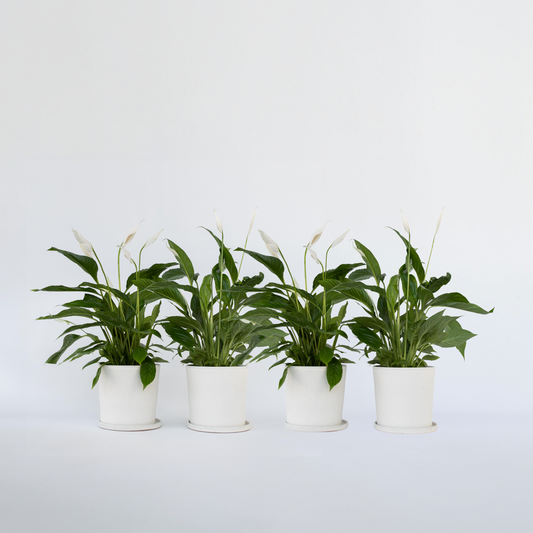 Florastore Fredskalla - Set Om 4 - Spathiphyllum 'Lima' - Höjd 60-75Cm - ⌀12Cm