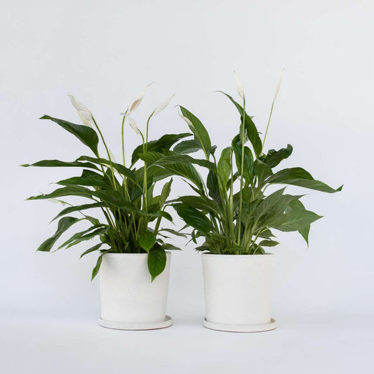 Out Of Category Houseplants Fredskalla - Set Om 2 - Spathiphyllum 'Lima' - Höjd 60-75Cm - ⌀17Cm