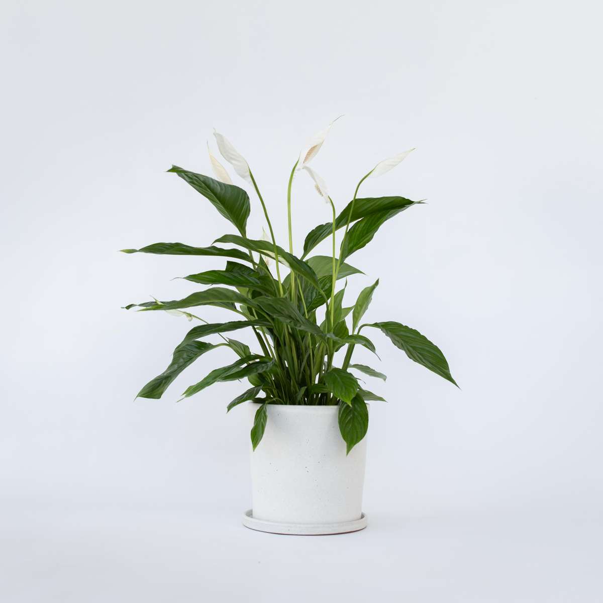 Florastore Fredskalla - Spathiphyllum 'Lima' - Höjd 60-75Cm - ⌀17Cm