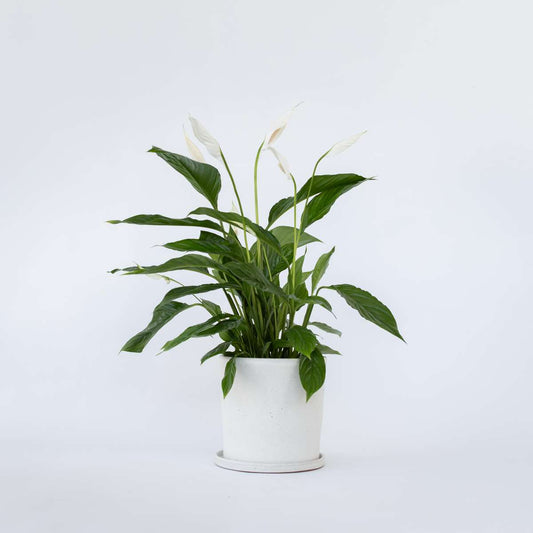 Florastore Fredskalla - Spathiphyllum 'Lima' - Höjd 60-75Cm - ⌀17Cm