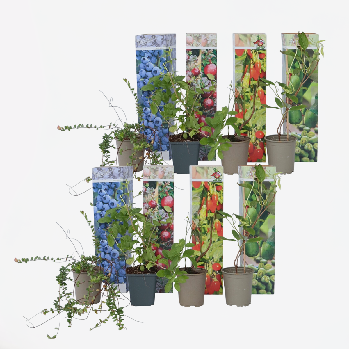 Florastore Fruktträd - Set Om 8 - Actinidia, Vaccinium, Lycium - Höjd 25-40Cm - ⌀9Cm