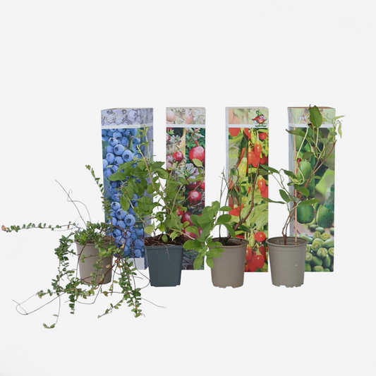 Florastore Fruktträd - Set Om 4 - Actinidia, Vaccinium, Lycium - Höjd 25-40Cm - ⌀9Cm