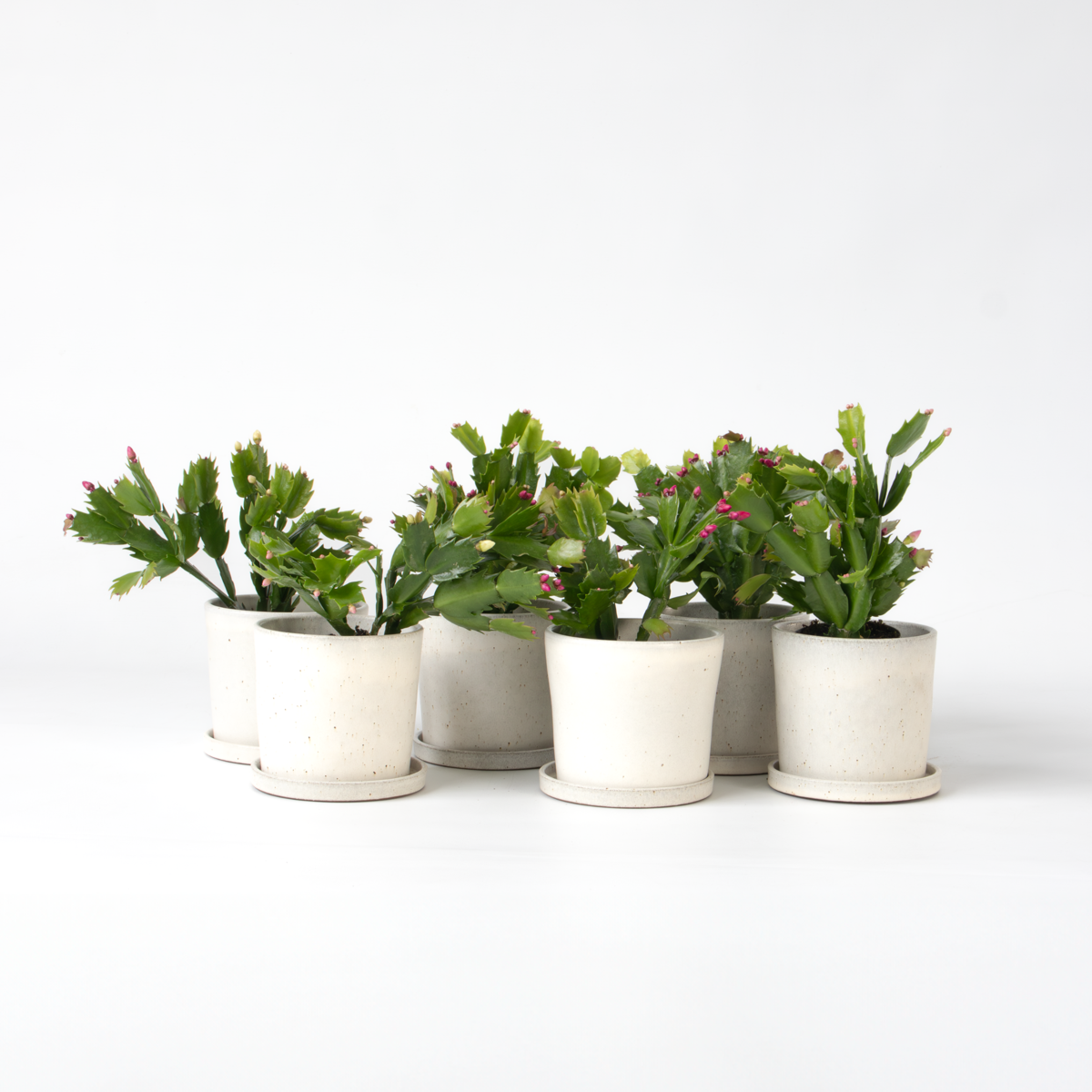 Succulents Novemberkaktus - Set Om 6 - Schlumbergera 'Tricolor' - Höjd 15-25Cm - ⌀9Cm