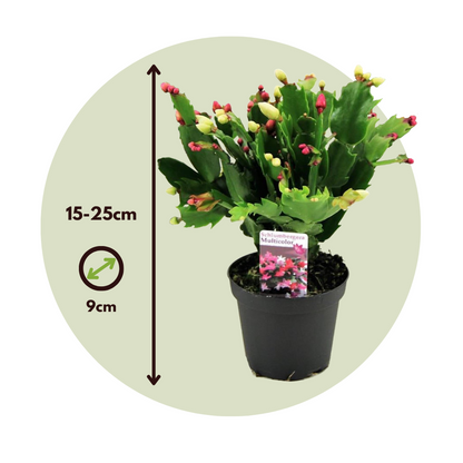 Succulents Novemberkaktus - Set Om 6 - Schlumbergera 'Tricolor' - Höjd 15-25Cm - ⌀9Cm
