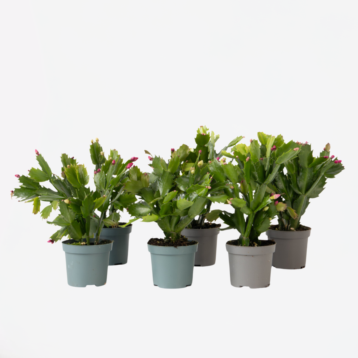 Succulents Novemberkaktus - Set Om 6 - Schlumbergera 'Tricolor' - Höjd 15-25Cm - ⌀9Cm