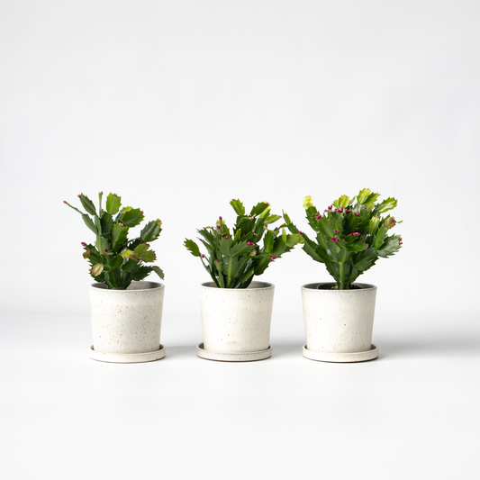 Florastore Novemberkaktus - Set Om 3 - Schlumbergera 'Tricolor' - Höjd 15-25Cm - ⌀9Cm