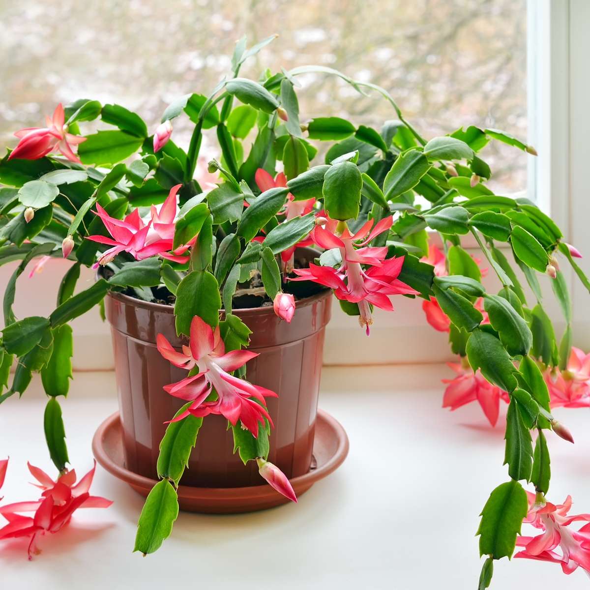 Succulents Novemberkaktus - Set Om 3 - Schlumbergera 'Tricolor' - Höjd 15-25Cm - ⌀9Cm