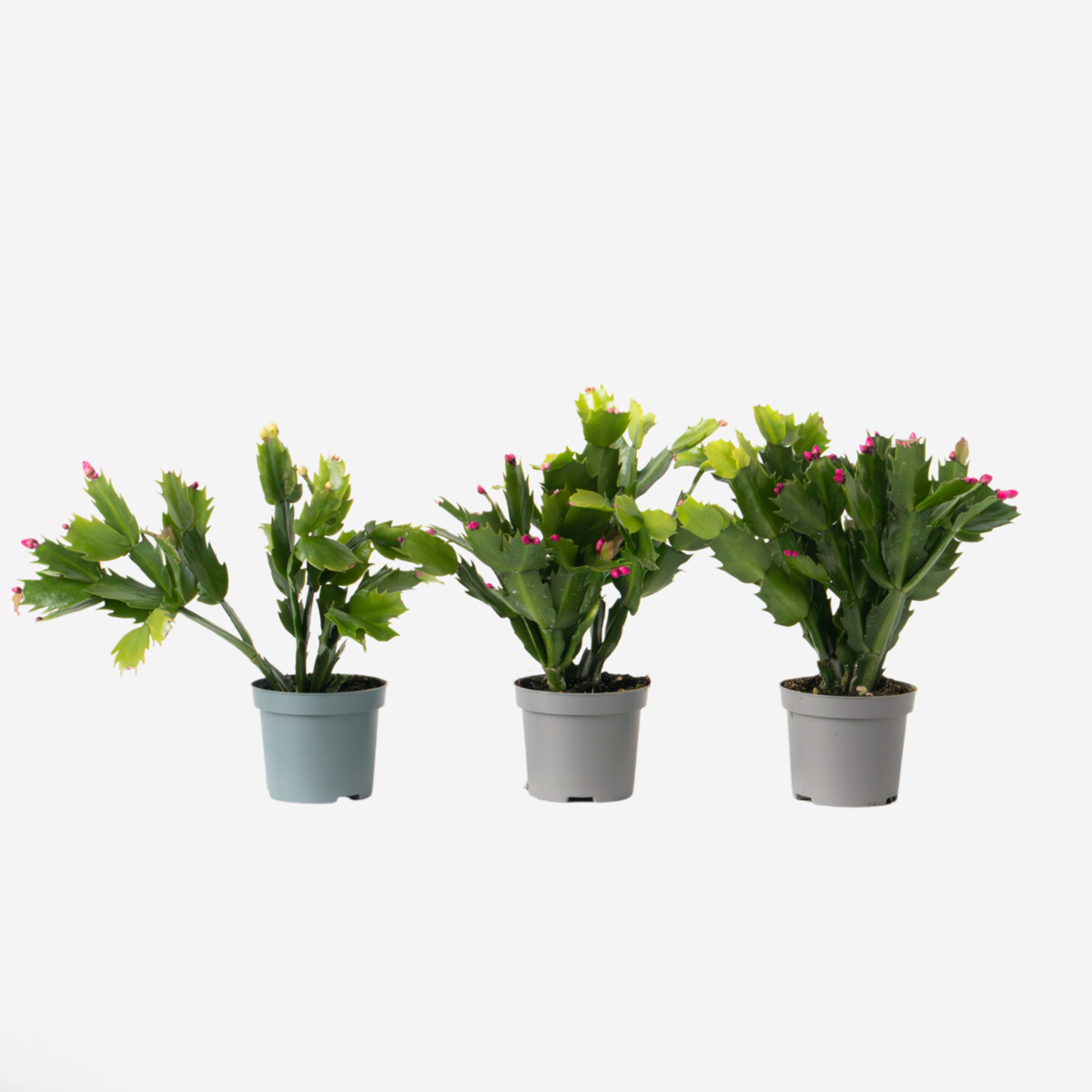 Succulents Novemberkaktus - Set Om 3 - Schlumbergera 'Tricolor' - Höjd 15-25Cm - ⌀9Cm