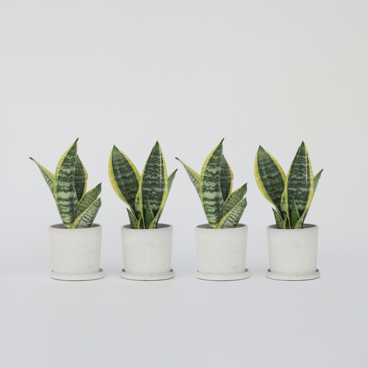 Florastore Svärmorstunga - Set Om 4 - Sansevieria Trifasciata - Höjd 35-40Cm - ⌀12Cm