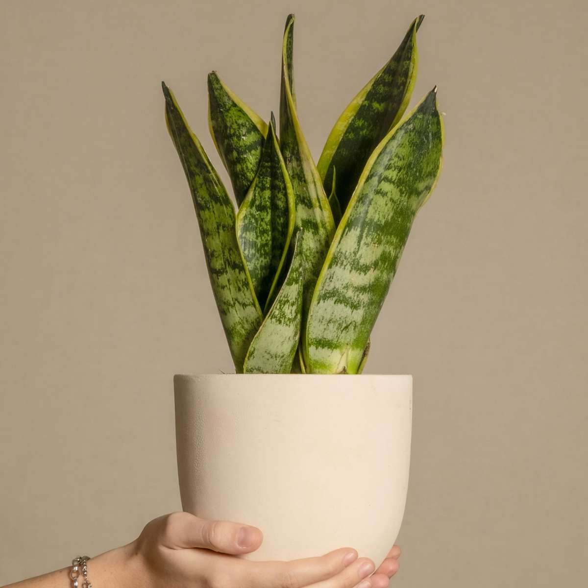 Out Of Category Houseplants Svärmorstunga - Set Om 4 - Sansevieria Trifasciata - Höjd 35-40Cm - ⌀12Cm