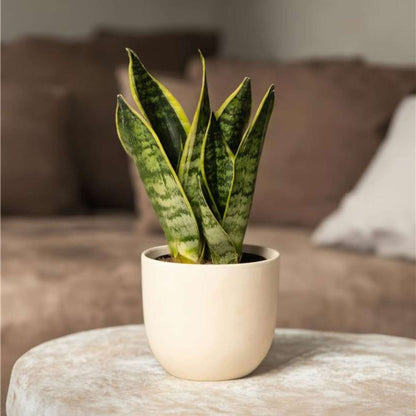 Out Of Category Houseplants Svärmorstunga - Set Om 4 - Sansevieria Trifasciata - Höjd 35-40Cm - ⌀12Cm