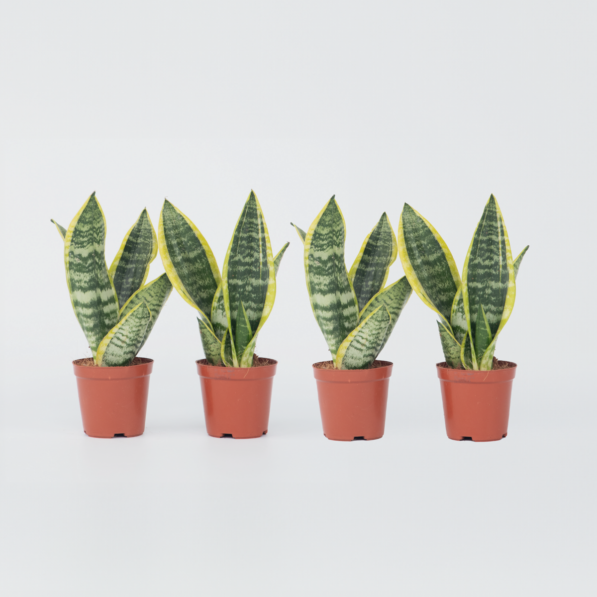 Out Of Category Houseplants Svärmorstunga - Set Om 4 - Sansevieria Trifasciata - Höjd 35-40Cm - ⌀12Cm